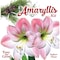 Degroot DeGroot Amaryllis Gift Box Bulb Kit 1 pk AY912A00 - alternate 10